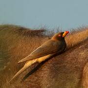 Yellow-billed Oxpecker