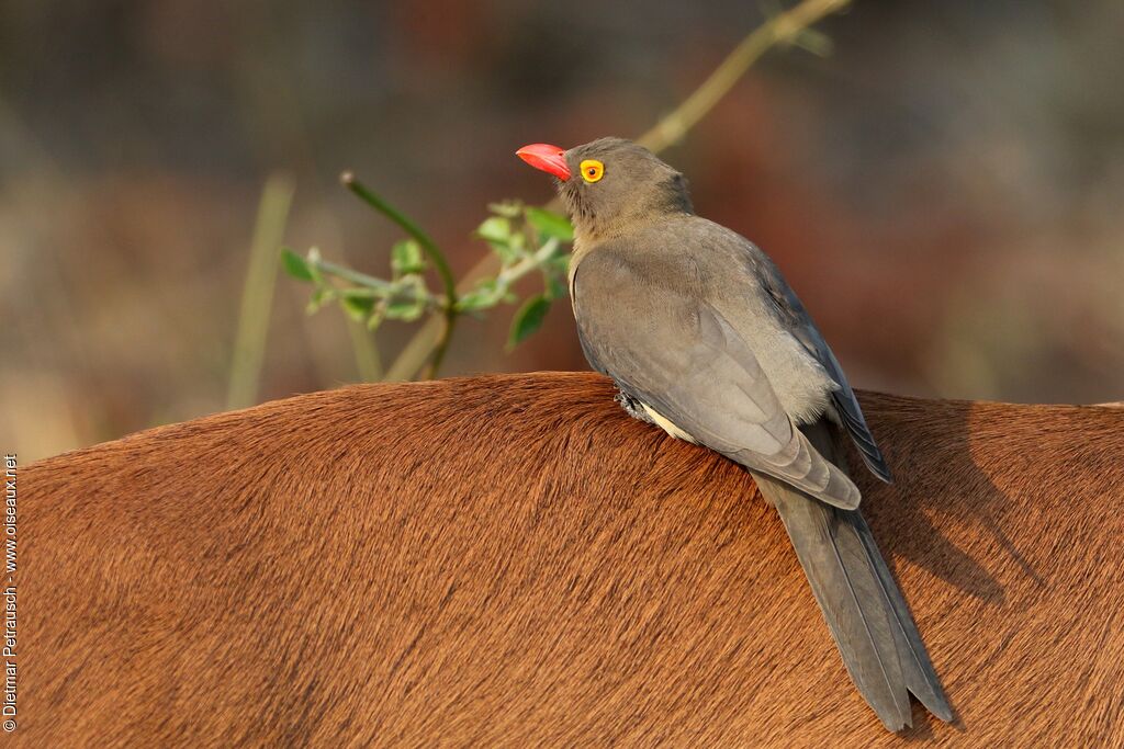 Red-billed Oxpeckeradult