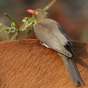 Red-billed Oxpecker