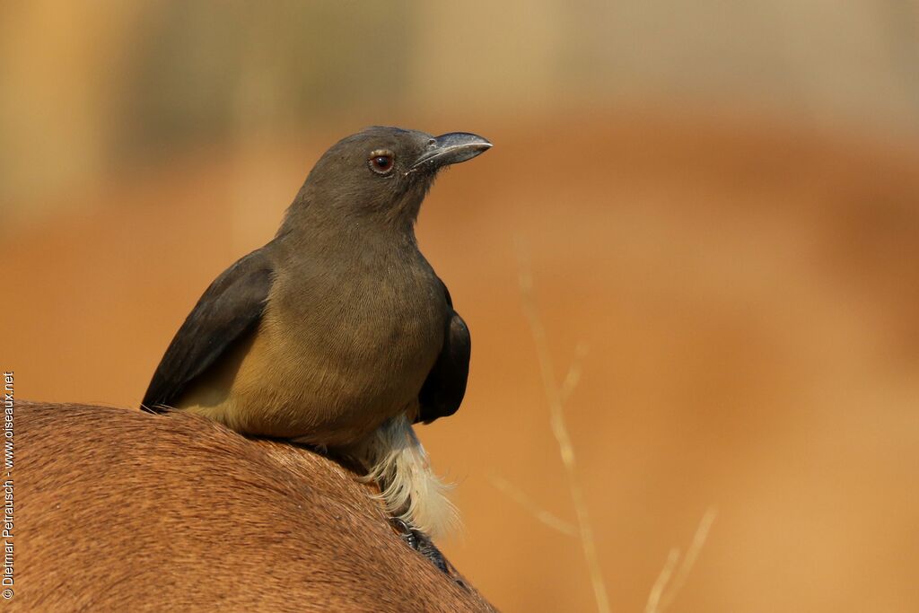 Red-billed Oxpeckerimmature