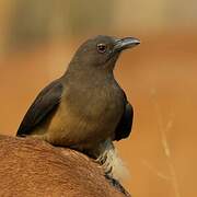 Red-billed Oxpecker