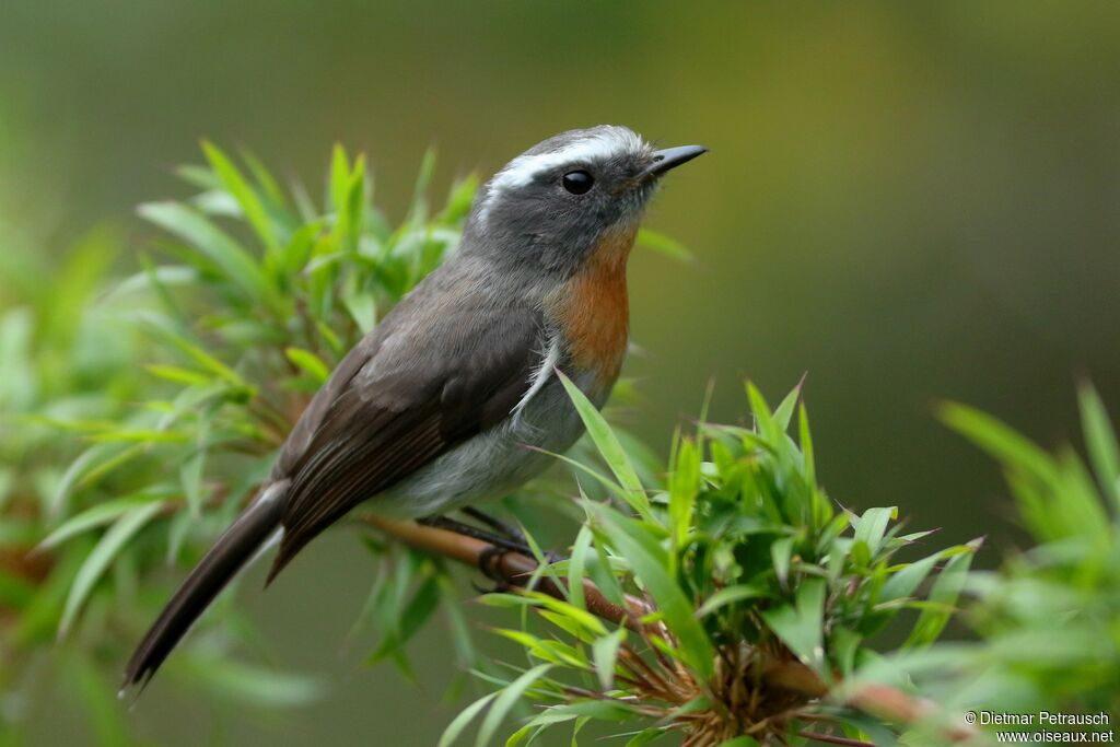 Rufous-breasted Chat-Tyrantadult