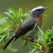 Rufous-breasted Chat-Tyrant