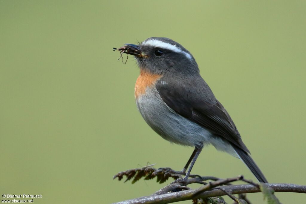 Rufous-breasted Chat-Tyrantadult, identification, feeding habits