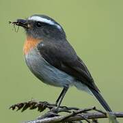 Rufous-breasted Chat-Tyrant