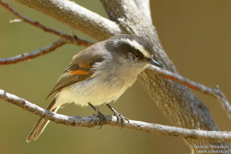 White-browed Chat-Tyrantadult