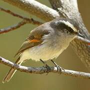 White-browed Chat-Tyrant