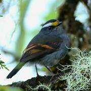 Crowned Chat-Tyrant