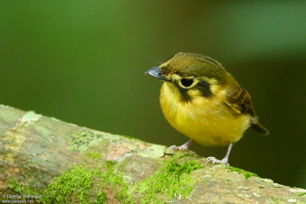 Platyrhynque à moustachesadulte