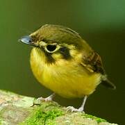 White-throated Spadebill