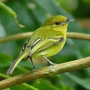 Platyrhynque à poitrine jaune