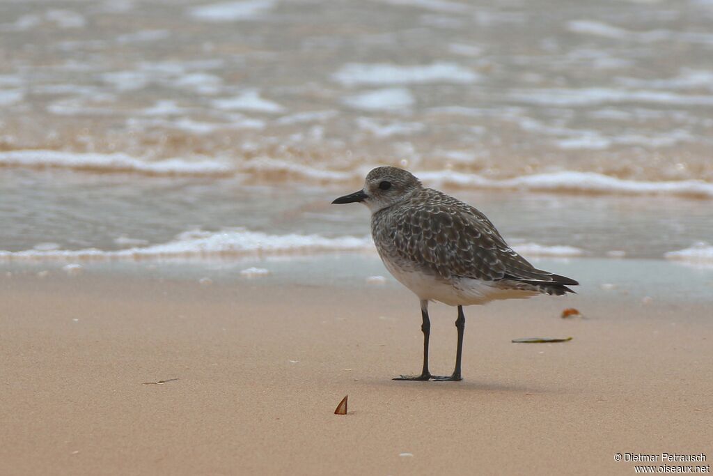 Grey Ploveradult