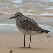 Grey Plover