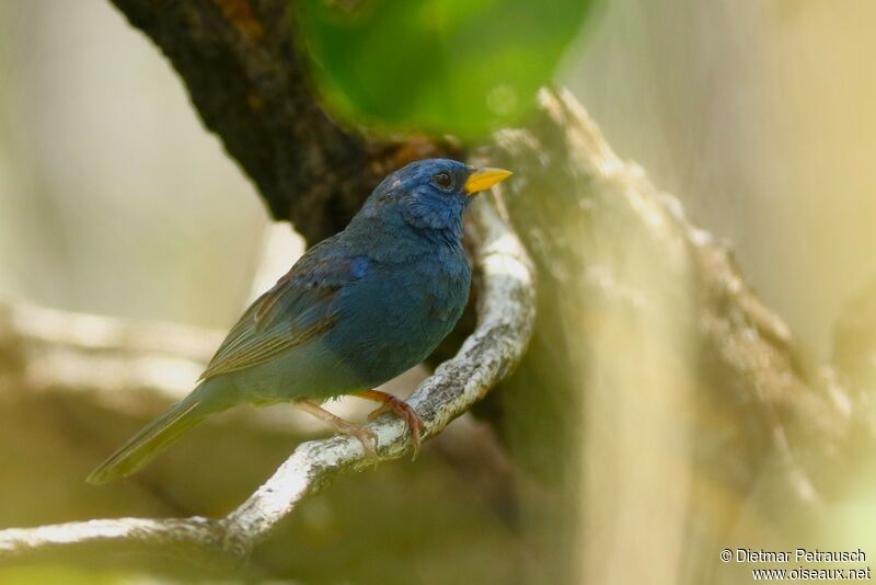 Blue Finch male adult, identification