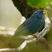 Blue Finch