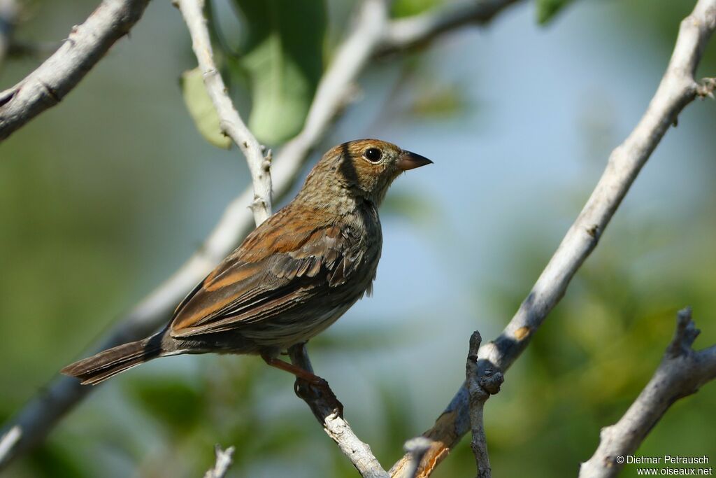 Blue Finch female adult, identification