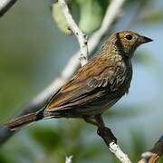 Blue Finch