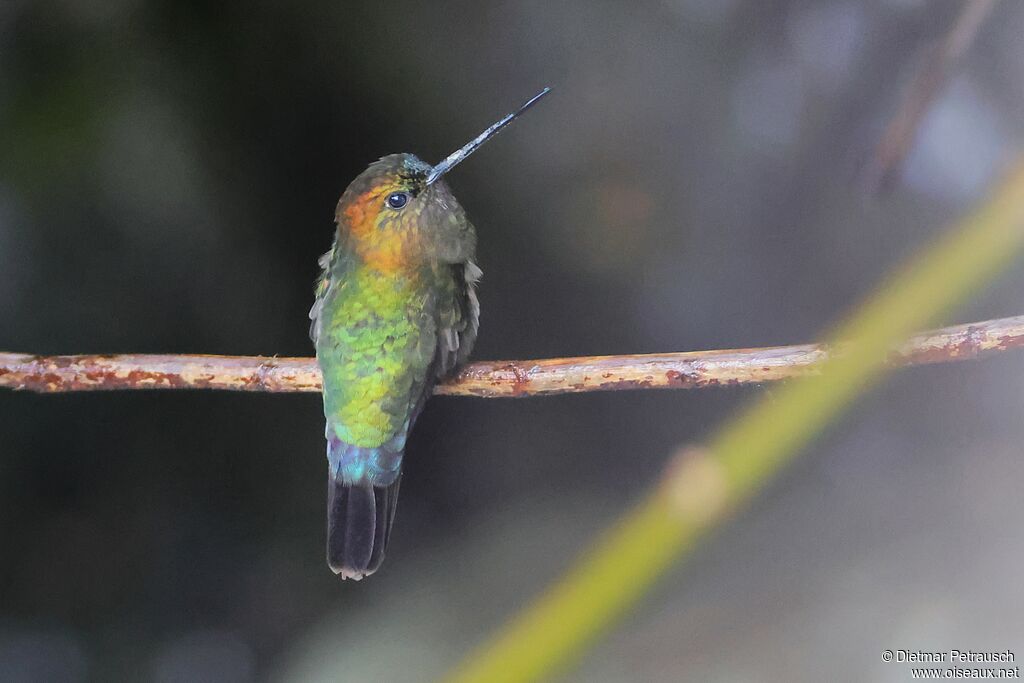 Porte-lance de Louise