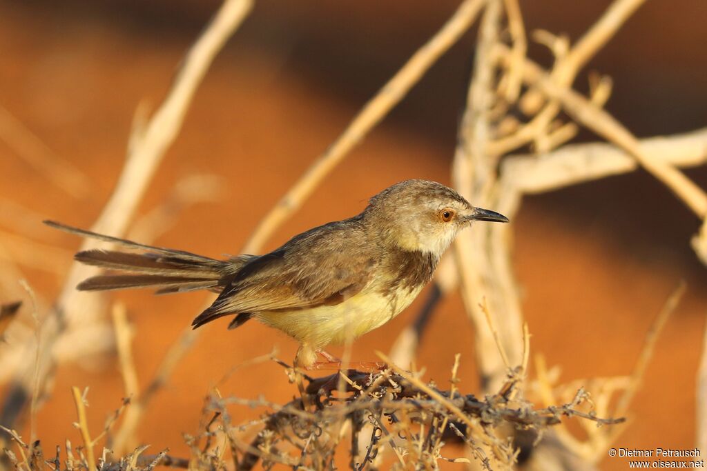 Prinia à plastronadulte nuptial