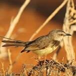 Prinia à plastron