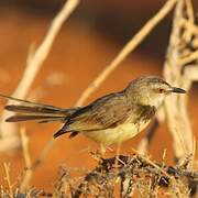 Black-chested Prinia