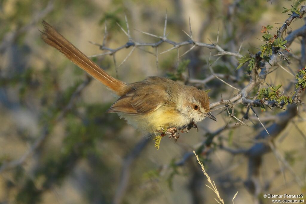 Prinia à plastronadulte internuptial