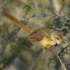 Prinia à plastron