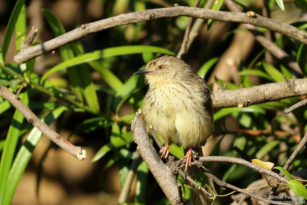 Prinia du Drakensbergadulte