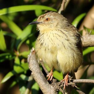 Prinia du Drakensberg