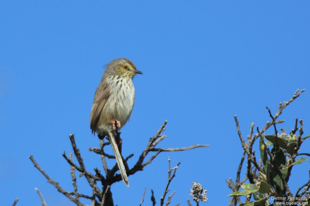 Prinia du Karrooadulte