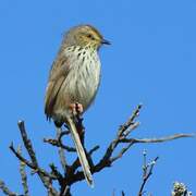 Karoo Prinia