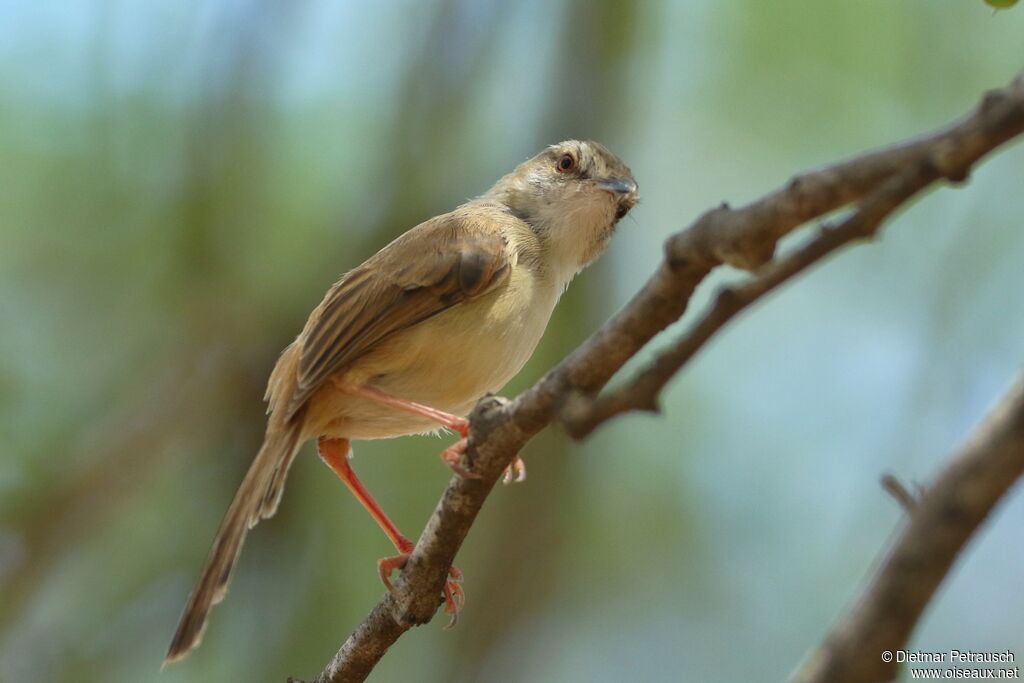 Prinia modesteadulte