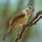 Tawny-flanked Prinia