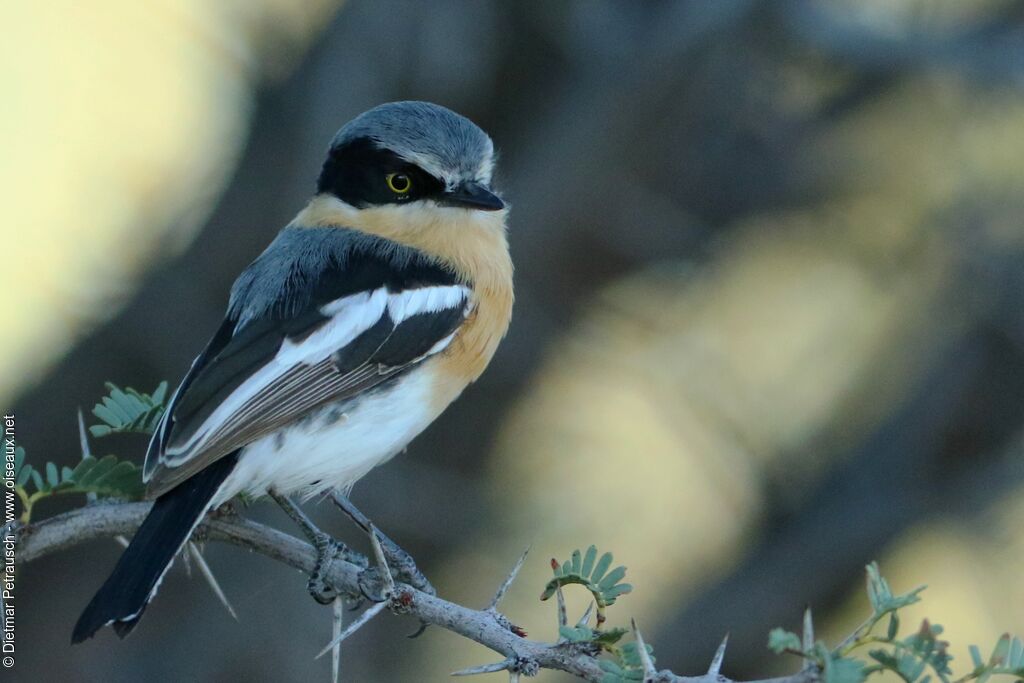 Pririt Batis female adult