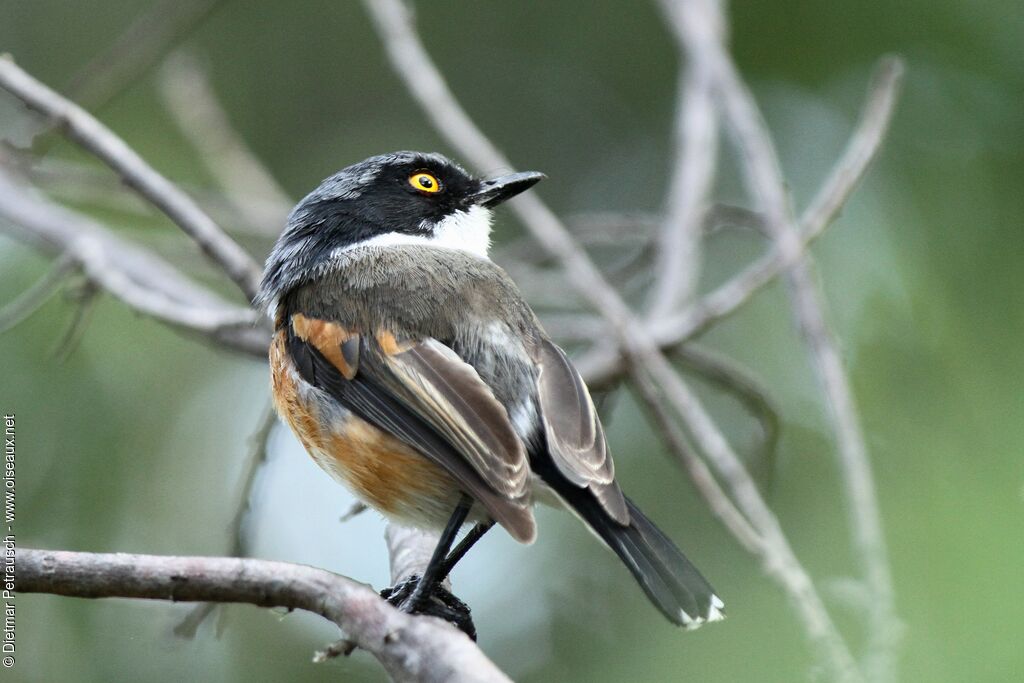 Cape Batis male adult