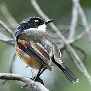 Cape Batis