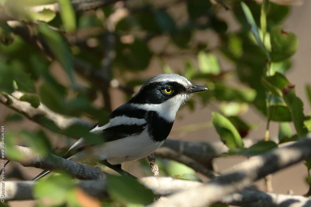 Chinspot Batis male adult