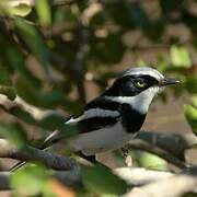 Chinspot Batis