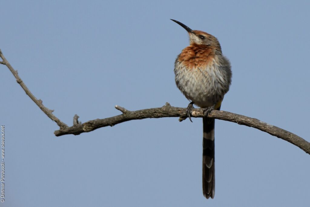 Gurney's Sugarbirdadult