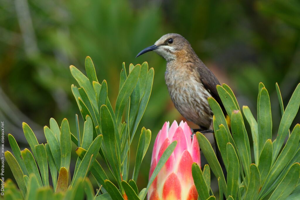 Cape Sugarbirdadult