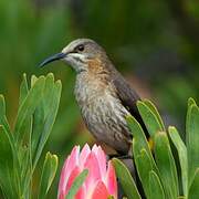 Cape Sugarbird