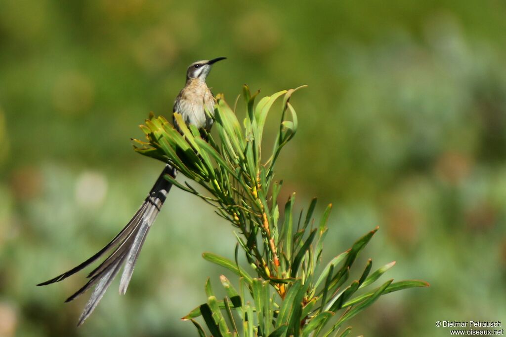 Cape Sugarbird