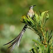 Cape Sugarbird