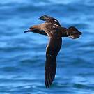 Puffin fuligineux