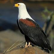 African Fish Eagle