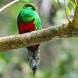 Quetzal brillant