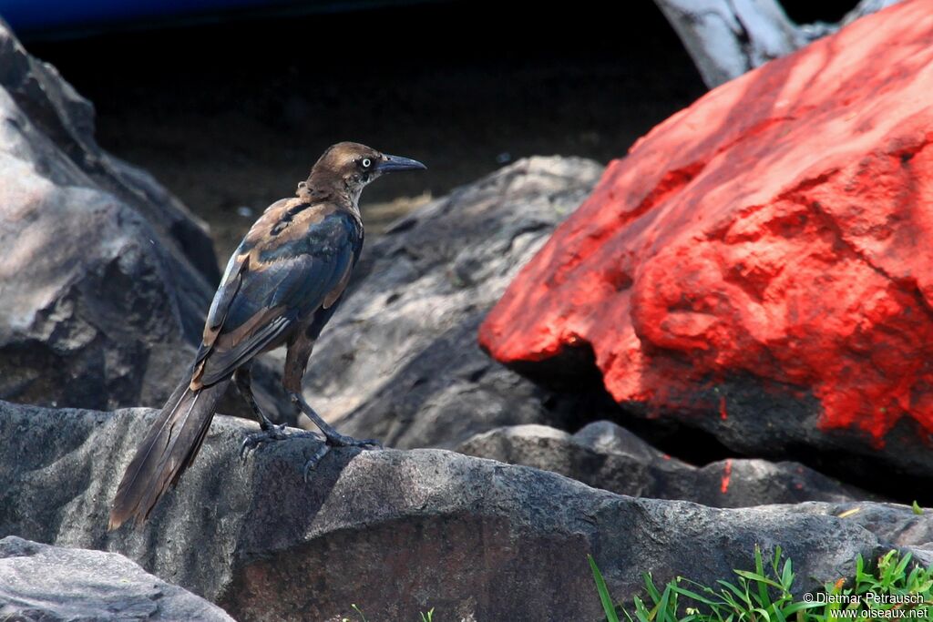 Great-tailed Grackleimmature