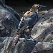 Great-tailed Grackle