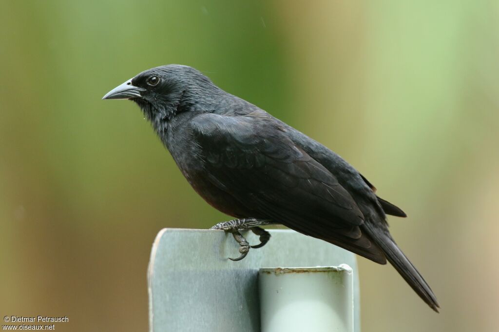 Chopi Blackbirdadult, identification