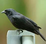 Chopi Blackbird